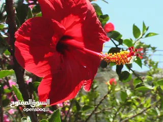  20 كاميرا Panasonic كلاسيكيه ديجيتال احترافيه تصوير فيديو و صور