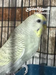  3 عصافير حب للبيع