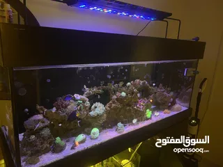  1 Marine aquarium with complete accessories