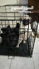  1 Pug Puppies Dubai-UAE