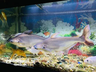  10 For Sale: 2 Large Shark Catfish