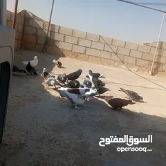  8 حمام كوم للبيع