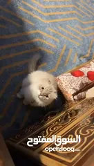 8 قطه سكوتش فولد ماشاء الله نضيفه ومطعمه