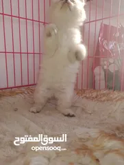 5 قطط  هملاية و شرازي  مستوى علي