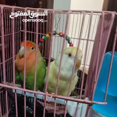  3 كوم روز للبيع او البدل