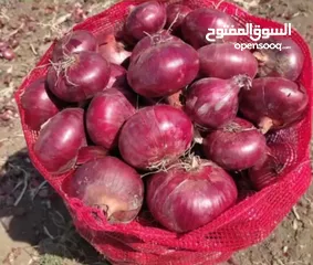  2 تصدير فواكه وخضروات ومواد غذائية ايرانيه بيع بالجمله حسب الطلب