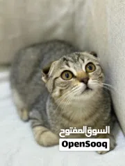  2 Scottish fold kitten yara