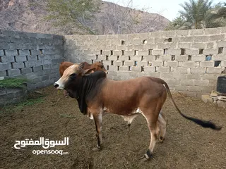  3 ثيران سمينات مطعومات للبيع