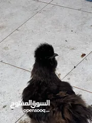  12 دجاج سلكي للبيع Silky chicken for sale