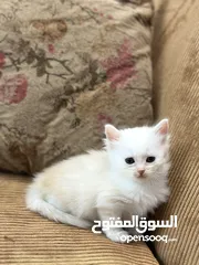  14 5 قطط هملايا للبيع – نابلس