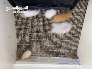  7 hamster هامستر للبيع عدد 7