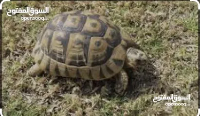  4 سلاحف للبيع العدد 9حبات   الحبه الموقع سحاب القرب من دوار الشهيد ااااااااااااااااااااااااااااااااااا