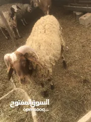  4 خروف مش مبدل عمر سنة