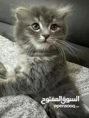  1 للبيع ذكر سكوتش مكس