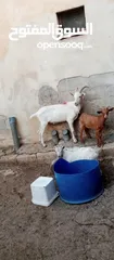  1 تيس سانين. اصلي