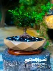  1 نبتة بونساي اليابانية الشهيرة