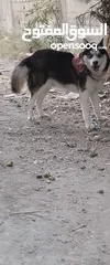  1 كلب هاسكي حلو ومرتب