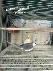  10 African Love bird one month old baby’s Cocktail breeding pair and budgies available