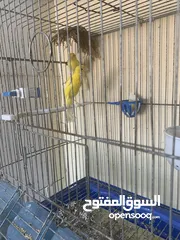  3 كنار هوزو بلدي ومختم