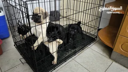  6 Pug Puppies Dubai-UAE