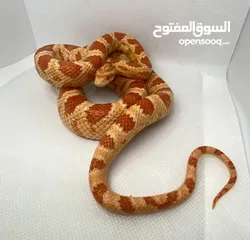  7 Scaleless Corn Snakes