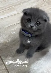  1 Scottish fold