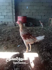  3 ديوجه اربعه للبيع