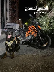  1 Ktm Duke390