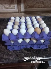  1 بيض بلدي للبيع
