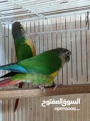  6 Green cheek conure pair