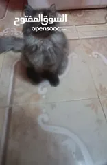  2 قطة للتبني بسبب السفر