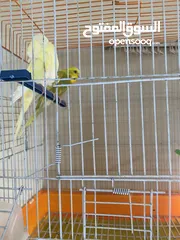  1 جوز طير حب جاهزين للتزاوج والانثي نادر مع القفص والاكل