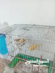  4 كنار كوكتيل وروز اقرا الوصف جيدا