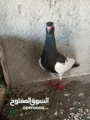  1 حمام للبيع