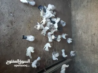  1 طيور حمام هزاز وكرينقوا