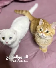  5 قطط سكوتش فولد + ستريت