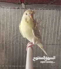  2 فحل لاسوينج للبيع او البدل على طيرة لاسوينج نفس المستوى