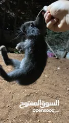 2 أرانب كلهم فرنسي و في جاجة