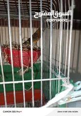  3 كنارات بالصلاة على النبي للبيع بالكوم