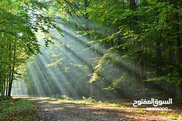  21 صور على الحائط (ستيكرز)