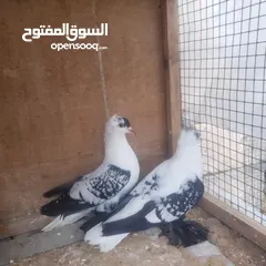  3 كوبيه نورس حب الرمان