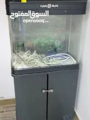  1 fish aquarium