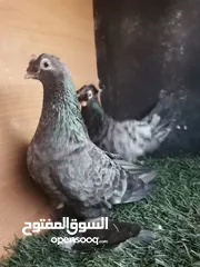  3 متاح جوز  شغالات الفحل روسي والطير مكاوية سرول خشن الجوز تحتهم فرخ فقس اجديد بالصلاة على النبي موجود