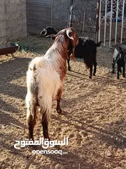  5 جدي وعانز تحته جدي للبيع