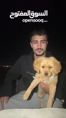  2 كلب فرنسي لعوب منزلي عمره 3 اشهر مآخذ جميع المطاعيم