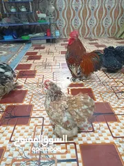  3 بيض دجاج كوشن بورسلان