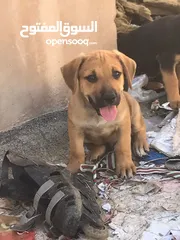  1 مكس بيتبول وجيرمن للبيع