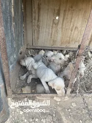  3 كلبة صيد مع اربع جراوه للبيع