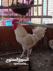  1 ديكه  للبيع 