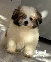  3 كلب شيتزو للتبني (ذكر)  Dog for adoption :Shih Tzu Puppy (Male)